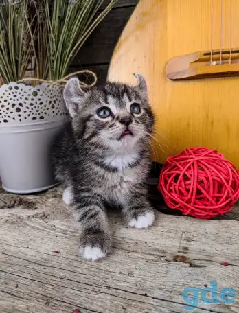 Котята Американский кёрл, фотография 4