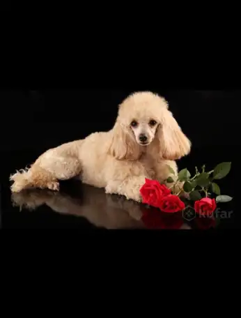 Щенки той пуделя, фотография 3
