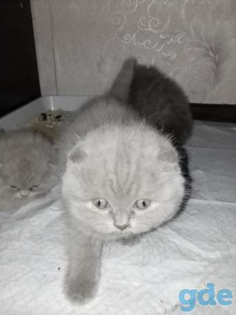Шотландский котенок, фотография 8