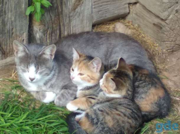 Котята ищут дом, фотография 1