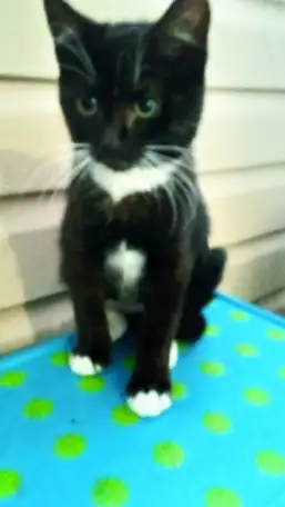 Отдам котят в хорошие руки!, фотография 3