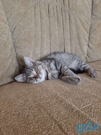Котенок ищет дом, фотография 3