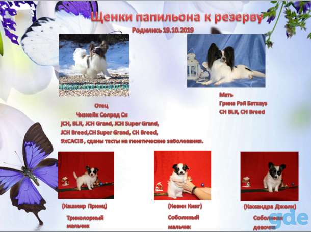 Щенки папильона от родителей-чемпионов шведско-немецких кровей, фотография 1