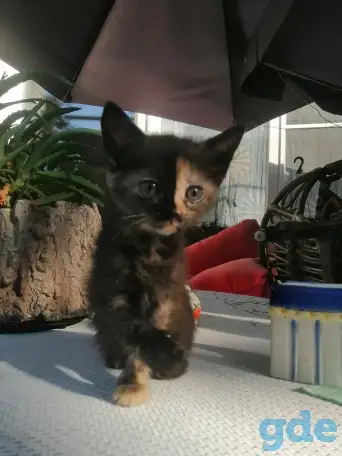 Котенок уникальной расцветки, фотография 3