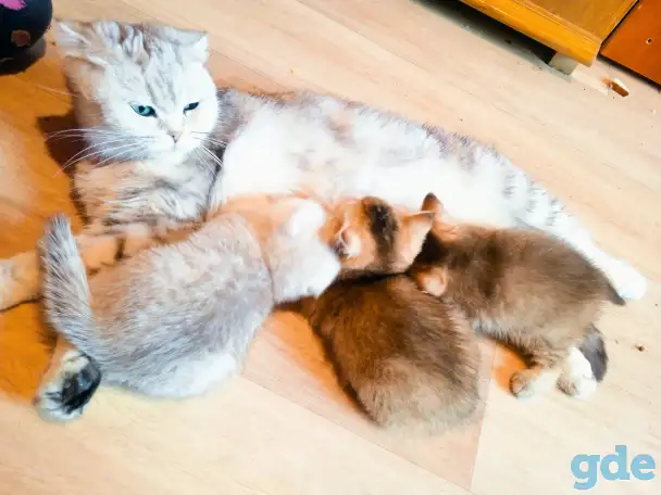 Шотландские вислоухие котята, фотография 11
