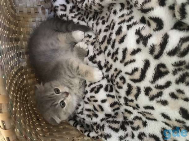 Котята Шотландцы, фотография 4