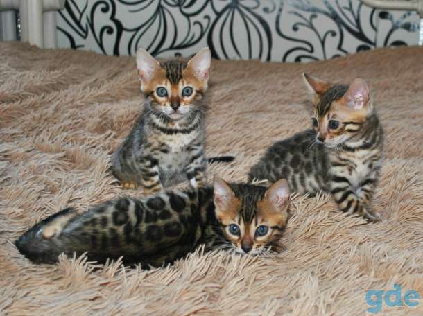 Бенгальские кошечкт, фотография 5