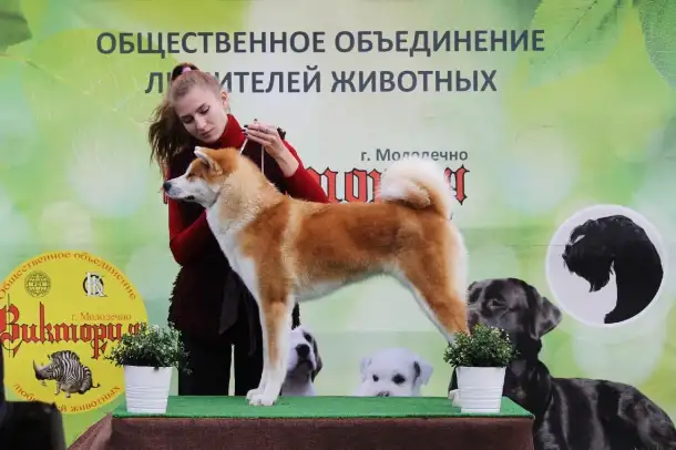 Хендлер в Минске, фотография 7