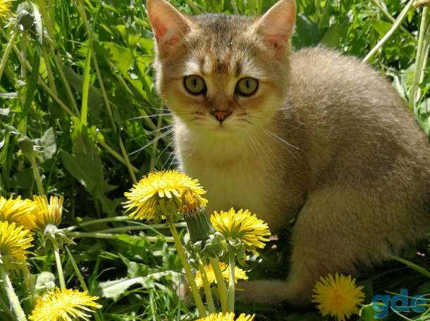 Британские котята золотой шиншиллы, фотография 4