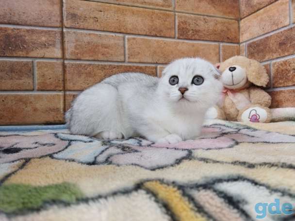 Шотландский котенок, фотография 10