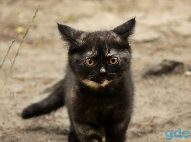 Британский котенок дымчатого окраса, фотография 5
