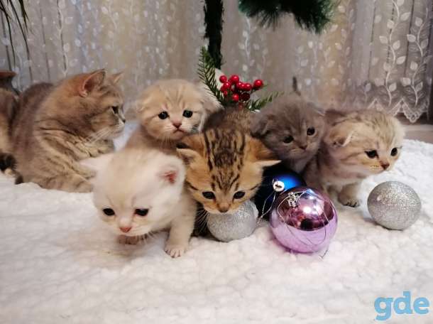 Котята, фотография 3