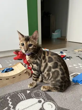 Бенгальский котенок. Мальчик, фотография 2