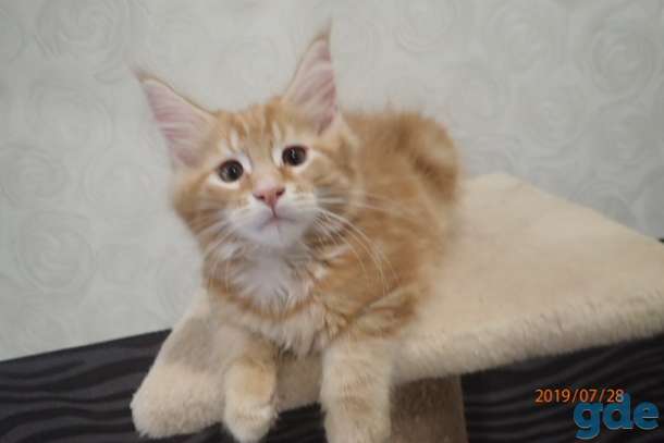 Котята породы  Мейн Кун, фотография 11