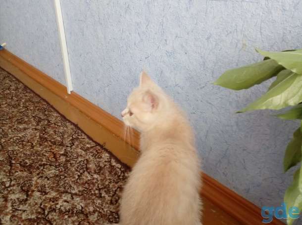 скоттиш-страйт, фотография 4