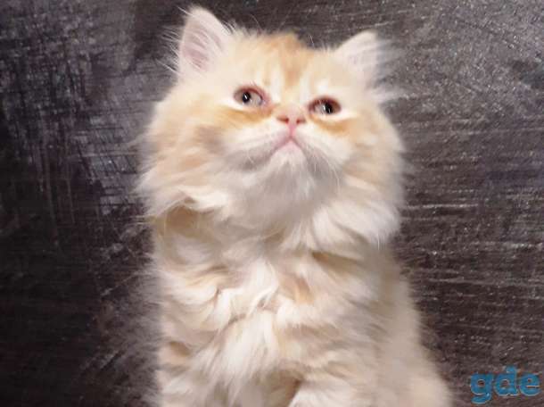 Британские котята, фотография 2