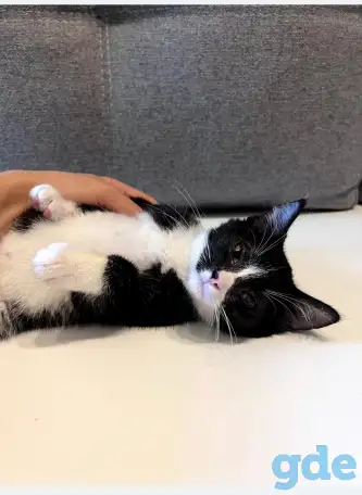 Котята в дар, фотография 3