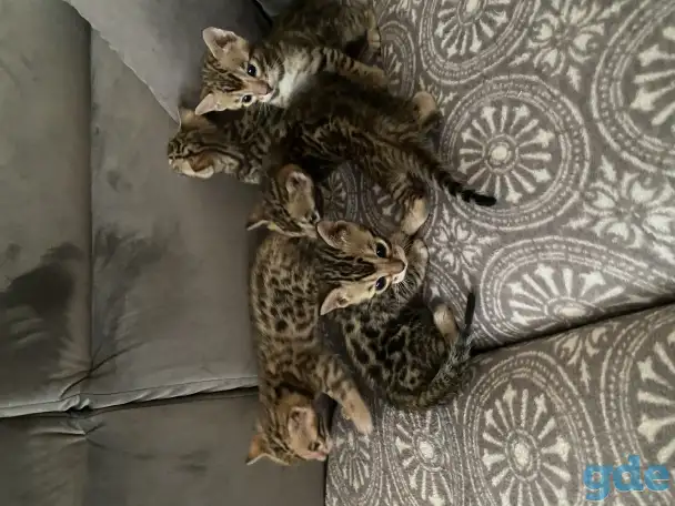 Бенгальские котята, фотография 3