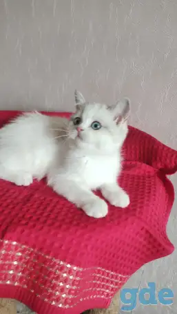 Шотландские котята с голубыми глазами, фотография 10