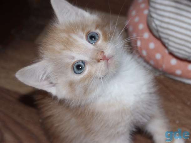 Котята в дар.Не покупайте ,возьмите с приюта!, фотография 5