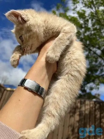 Котёнок (1 мес) в дар, фотография 4