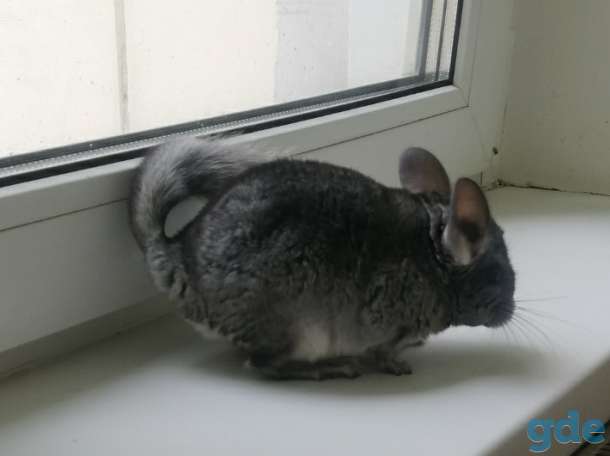 Шиншилла. Шиншилленок.  Мальчик., фотография 7