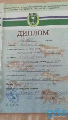Щенки дратхаара, фотография 6
