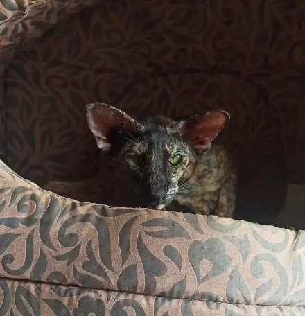 Ориентальные коты, фотография 4