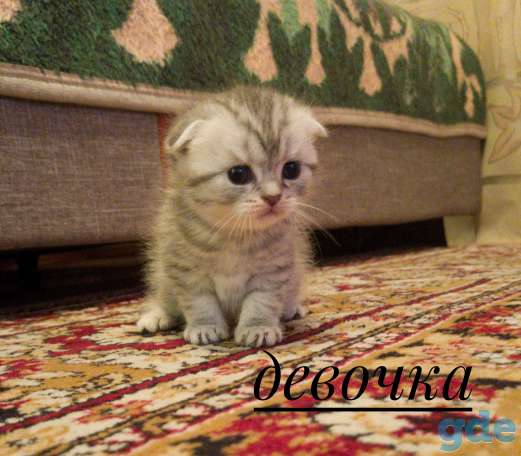 Предлагаются для бронирования шотландские котята, фотография 4