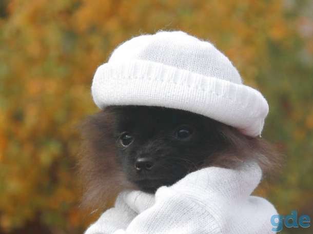Ищите щенка померанского шпица? Тогда вам - к нам!, фотография 3