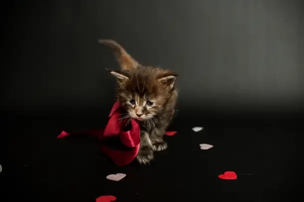 котята мейн-кун, фотография 4