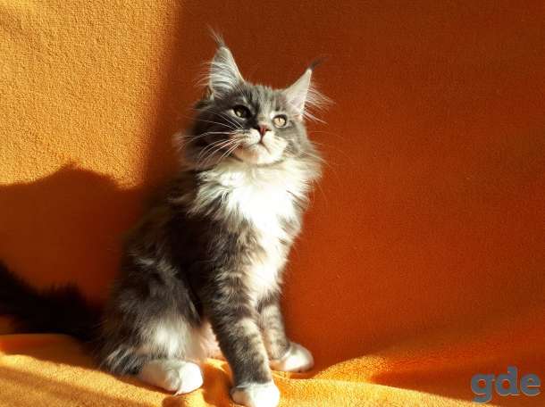Еще совсем котёнок  , 3,5 мес., фотография 8