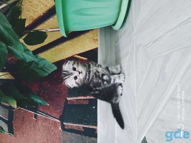 Шотландские котята, фотография 1