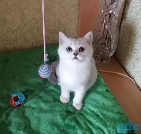 Британские котята, фотография 1