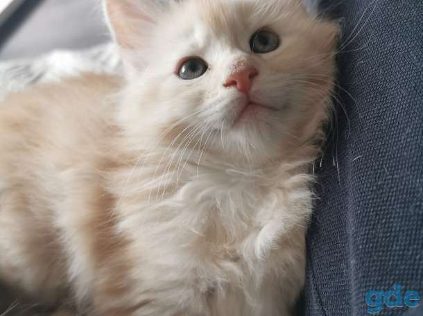 Котенок мейнкун, фотография 1