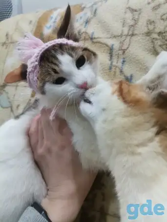 Отдам в добрые руки, фотография 12