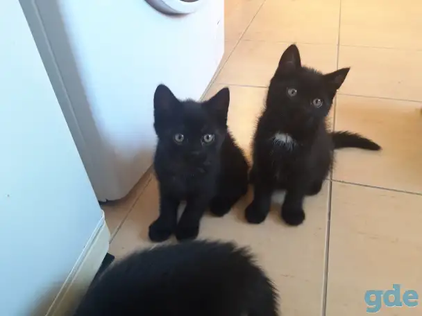 Котёнок в добрые руки, фотография 2