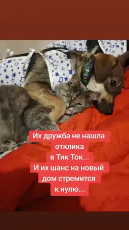 В добрые руки. Возьмите друзей !, фотография 1
