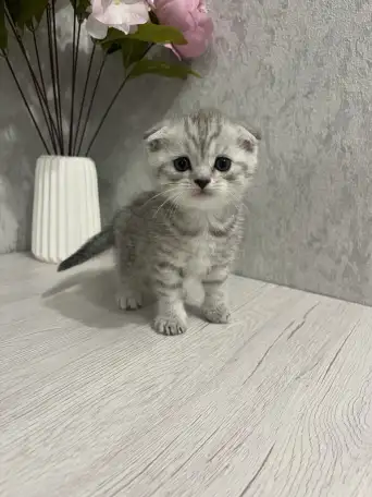 Шотландские котята, фотография 3