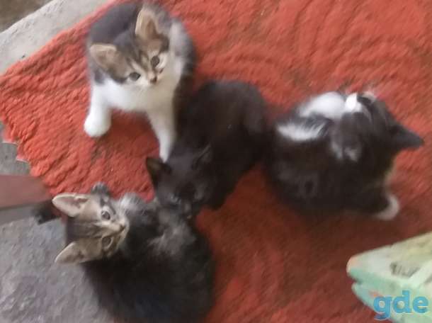 Котята в добрые руки!, фотография 1