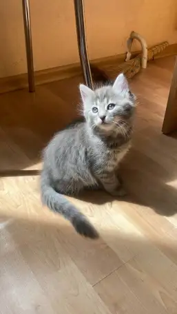 пушистые котята в дар, фотография 4
