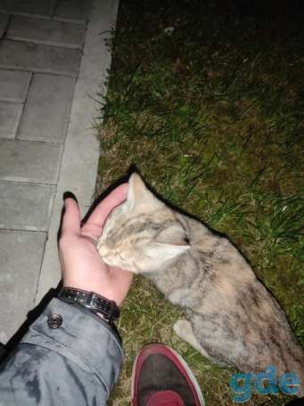 Найден кот, фотография 2
