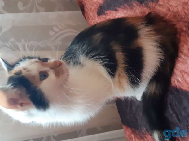 котята в добвые руки, фотография 2