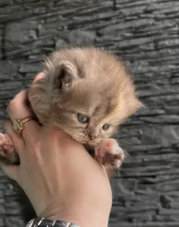 Котята шотландская вислоухая, фотография 5