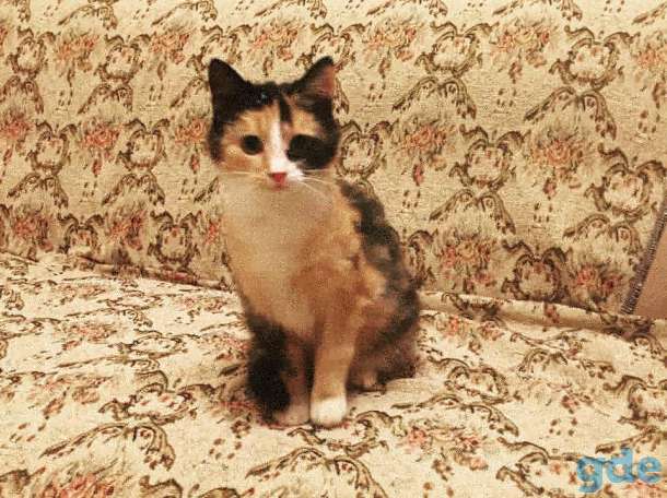 Кошка, фотография 1