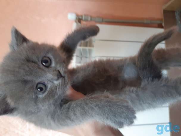 Британские котята, фотография 1