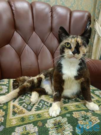 Кошка в дар, фотография 6