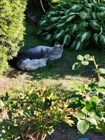 Котята в дар, фотография 4