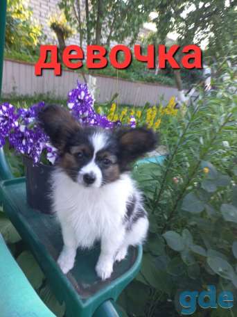 Щенки папильон, фотография 2