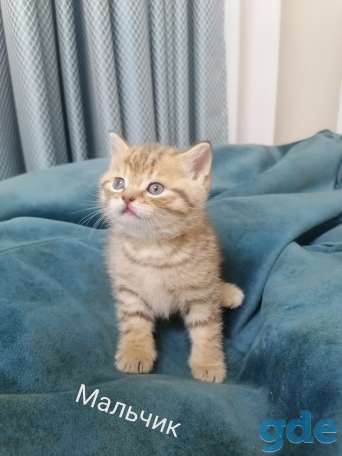 Шотландские котята, фотография 4